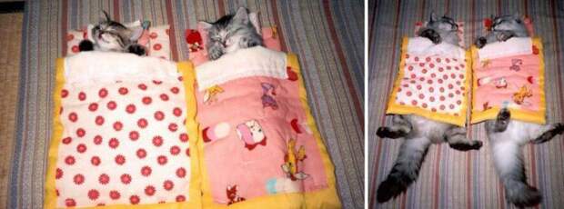 котята в постельках