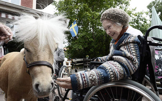 Miniature-therapy-horses-wheelchair (1)