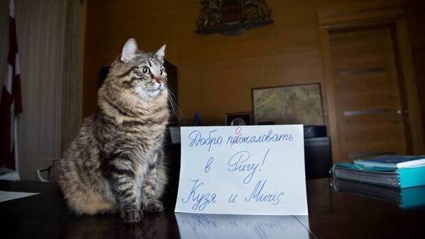 мэр риги представил рекламную кампанию с котами для привлечения российских туристов