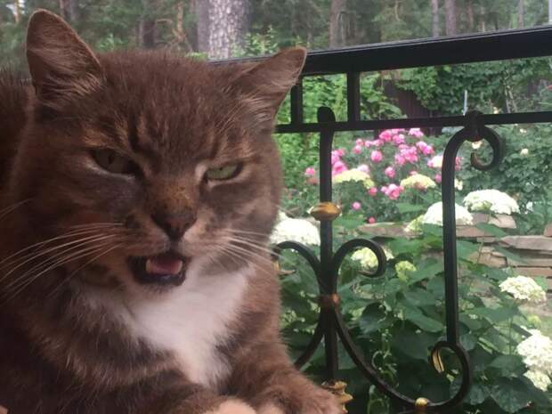 Рязанцам рассказали, где привить животных от бешенства