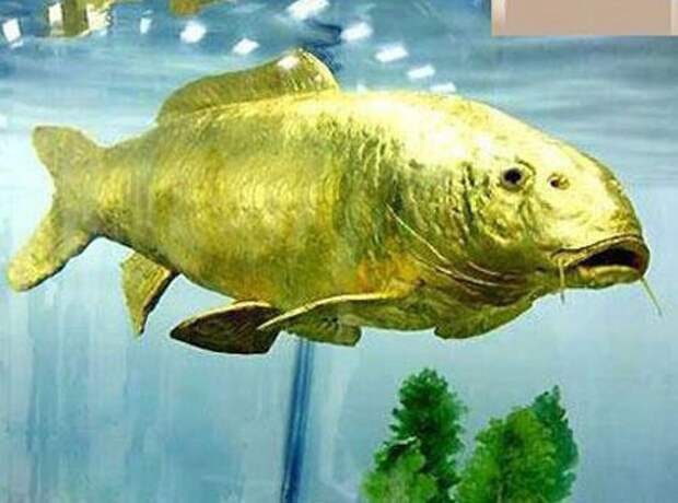 6. Золотая Рыба (Cyprinus carpio). животные, золото, природа, факты