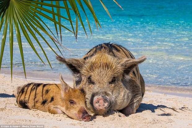 swimmingpigs02 Счастливая жизнь веселых хрюшек на Багамах