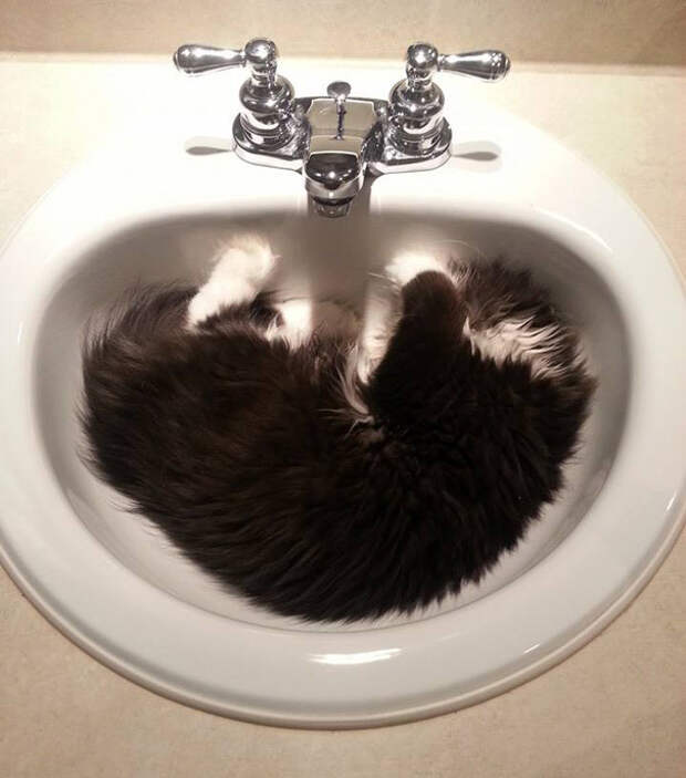 кот со страшным взглядом 