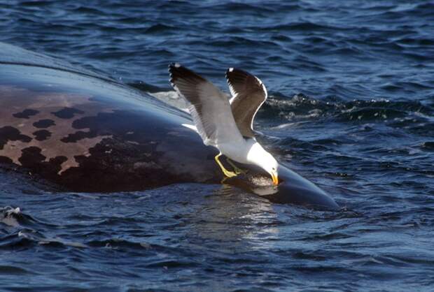 Gull attacking southern right whale