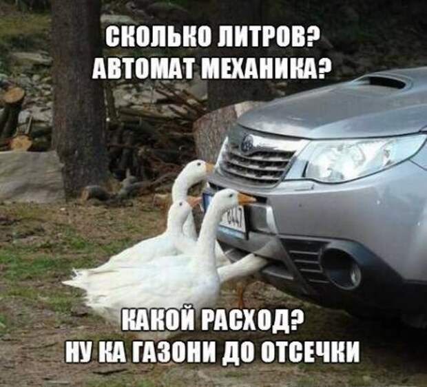 Дорожные фотоприколы!