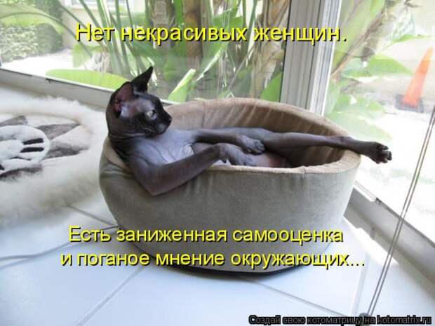 Лучшие котоматрицы недели (50 фото)