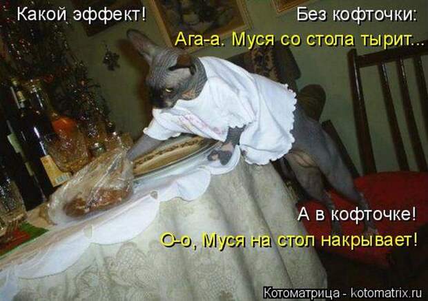 Лучшие котоматрицы недели (50 фото)