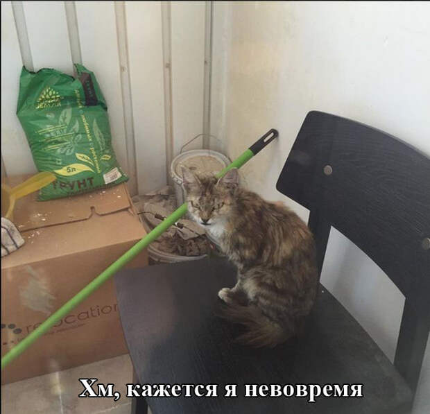 Прикольные картинки (91 фото)