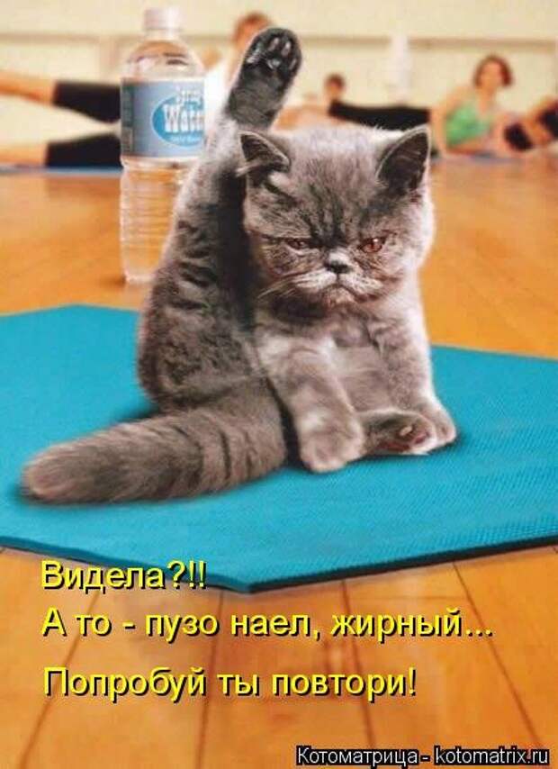 Прикольные коты в котоматрицах.