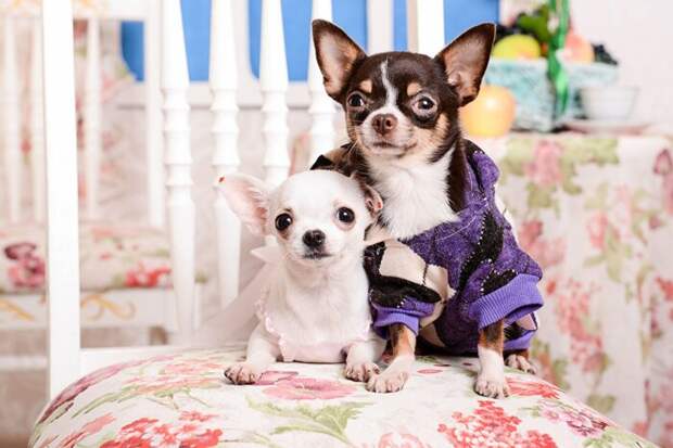 Конкурентов не потерпит. /Фото: kartinkin.com.