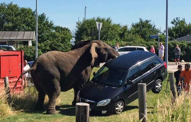 Рассвирепевший цирковой слон сорвался на автомобиле