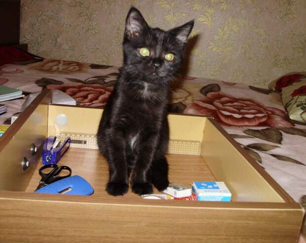 Маленький Гэтсби история, кот, найденыш