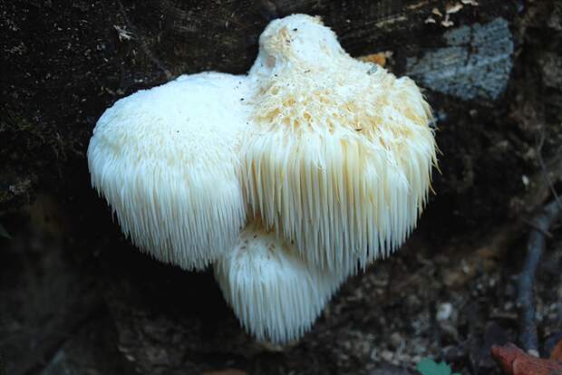 19. Hericium coralloides Ежевик коралловидный. 19. Hericium coralloides Ежевик коралловидный. грибы, интересное, фото