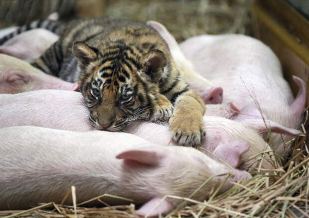 Тигренок с поросятами в парке в Гуанчжоу Тигренок с поросятами в парке в Гуанчжоу