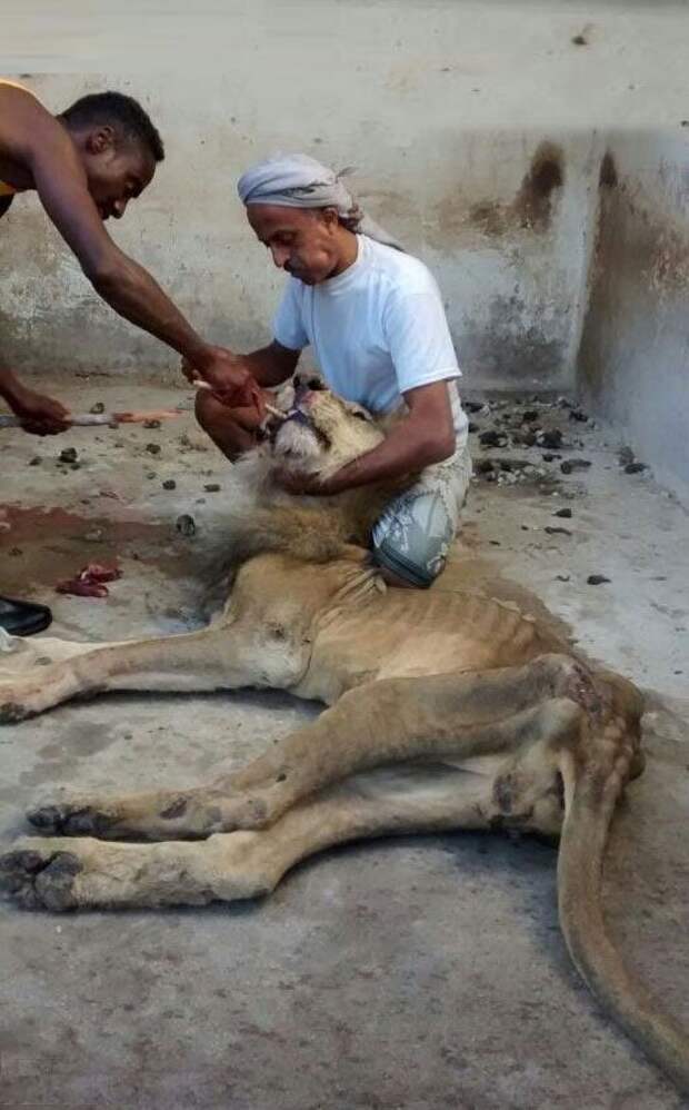 В йеменском зоопарке в живых остались только львы, и то ненадолго
