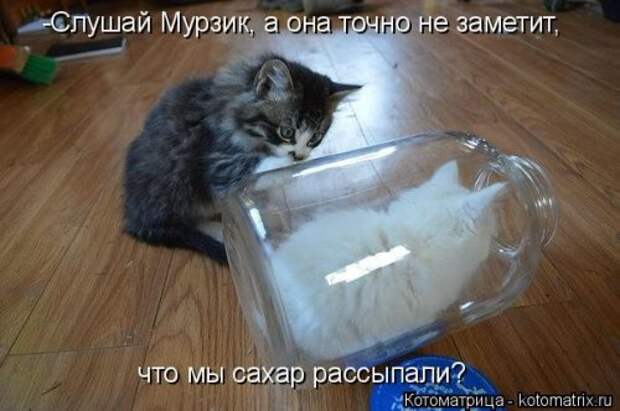 Котоматрица на Бугаге (37 фото)