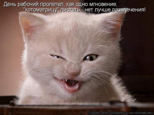 Котоматрица