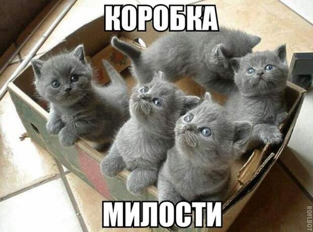 Смешные картинки с подписями катинки, прикол, юмор