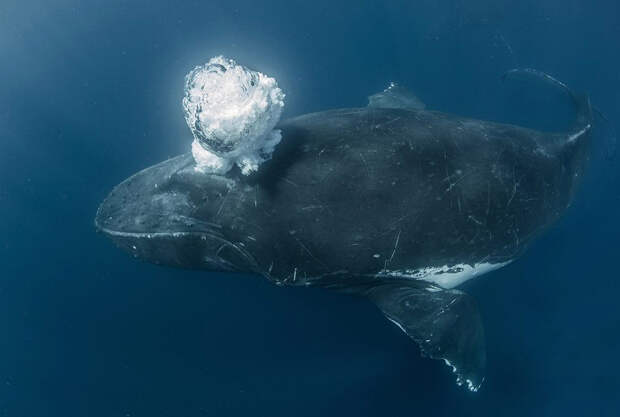Рай на Земле с горбатыми китами