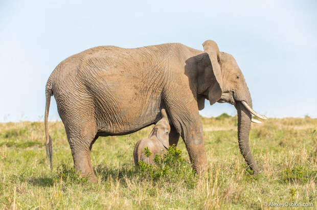 Интересно знать: какого размера у слона хобот?