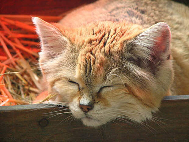 Песочный кот