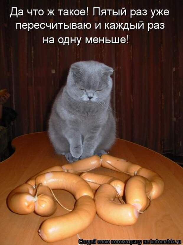 Котоматрицы (картинки с надписями)