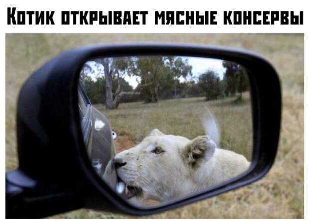 Вечерние приколы Вечерние приколы