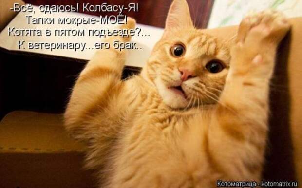 котоматрицы (50 фото)