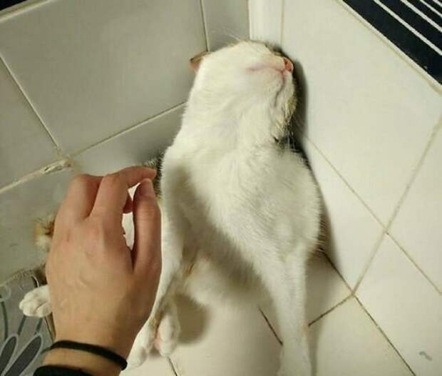 Коты, которым самое место в драмкружке