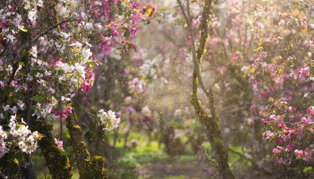 Пыльца уже в воздухе: как аллергикам пережить весеннее цветение
