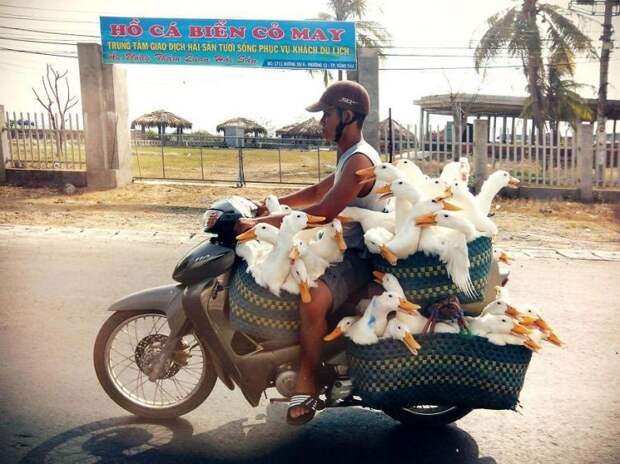 Впихнуть невпихуемое, перегруженный транспорт