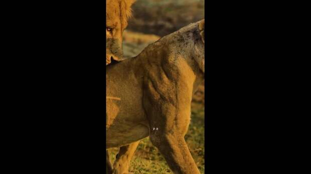 Video: TikVideo.App_7499082897169698053_hd.mp4