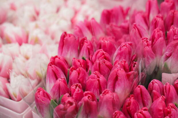 «Женщина - это лучшее, что создали природа и Всевышний»: депутаты Госдумы поздравили россиянок с 8 марта