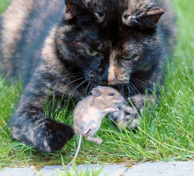 Удивительные фото кошки и мышки с непредсказуемым концом животные, кошки, мышки