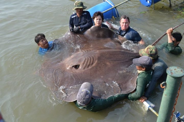 скат / facebook.com/jeffcorwinconnect скат / facebook.com/jeffcorwinconnect
