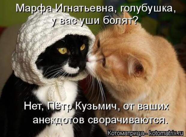 Котоматрицы(картинки с надписями)