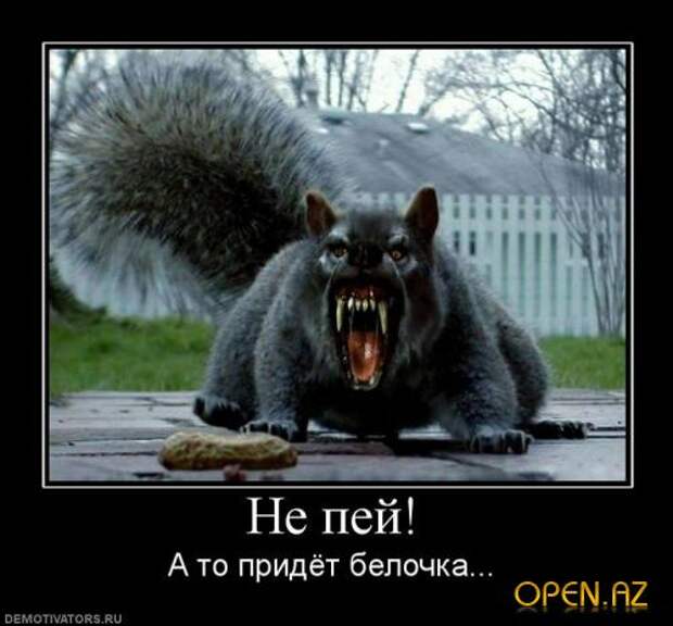 belka_oboroten.jpg - Пиксинт - галерея изображений из IRC