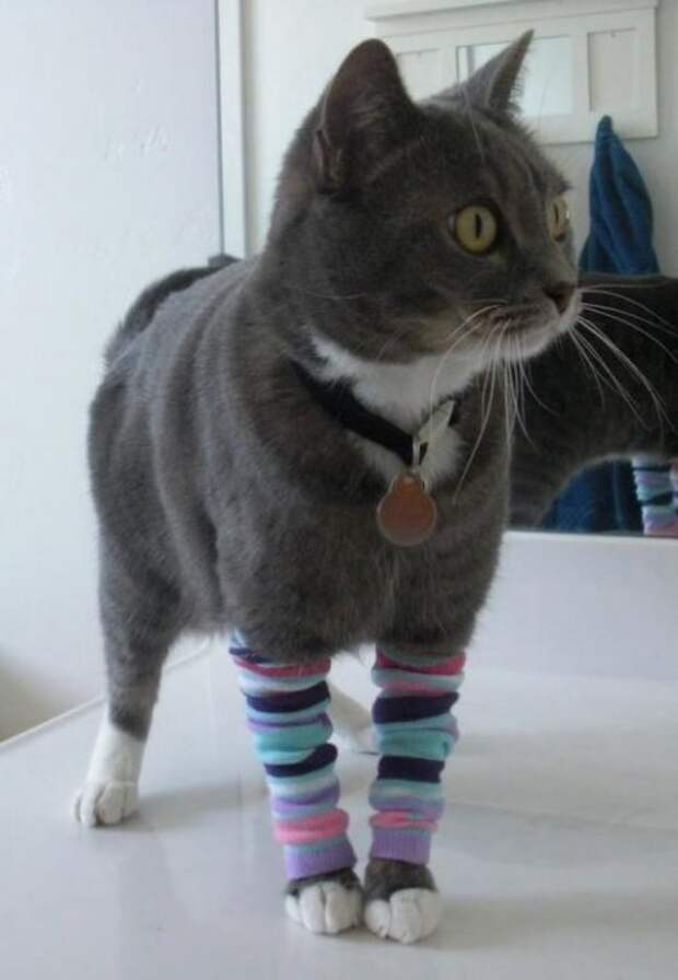 Коты и кошки в одежде - про животных