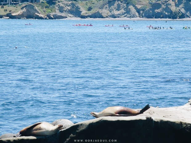 La-Jolla-Cove-San-Diego-10.jpg