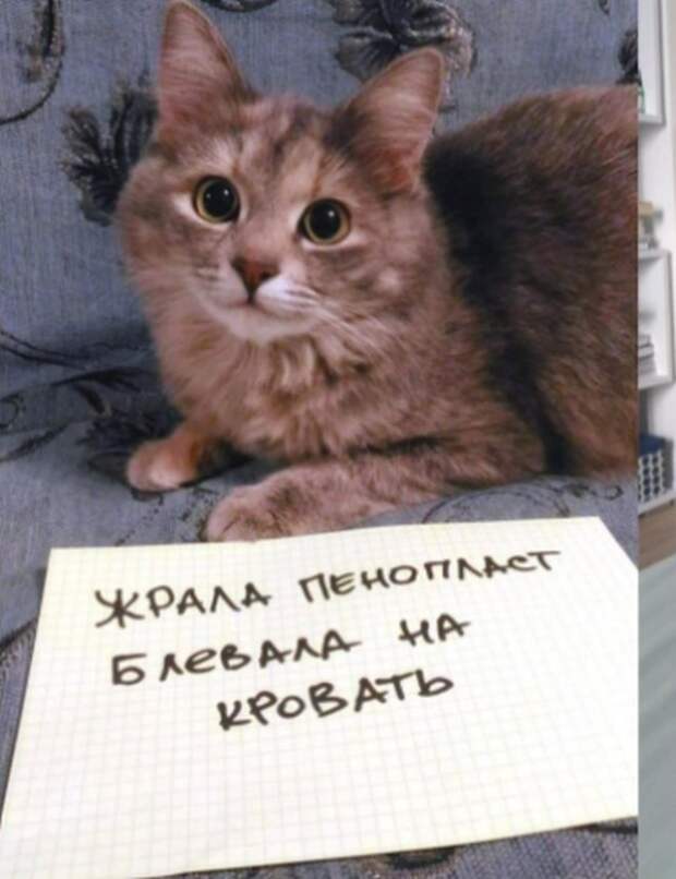 Пользователи рассказали, в чем провинились их коты