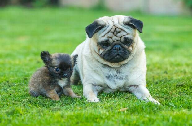 Самая маленькая собака Великобритании считает себя котенком животные, котенок, собака