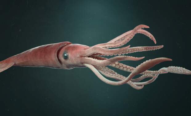 Учёным удалось получить редкие кадры гигантских глубоководных кальмаров