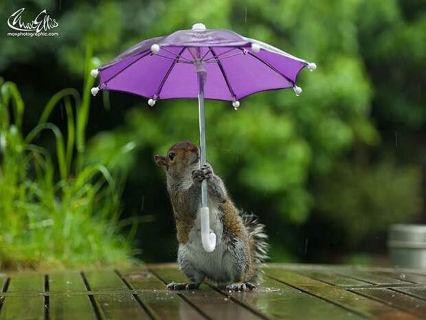 Фотограф дал белке крошечный зонтик, чтобы та укрылась от дождя белка, зонтик, фото