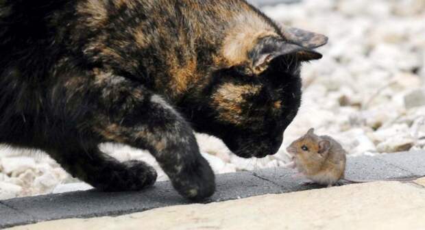 Удивительные фото кошки и мышки с непредсказуемым концом