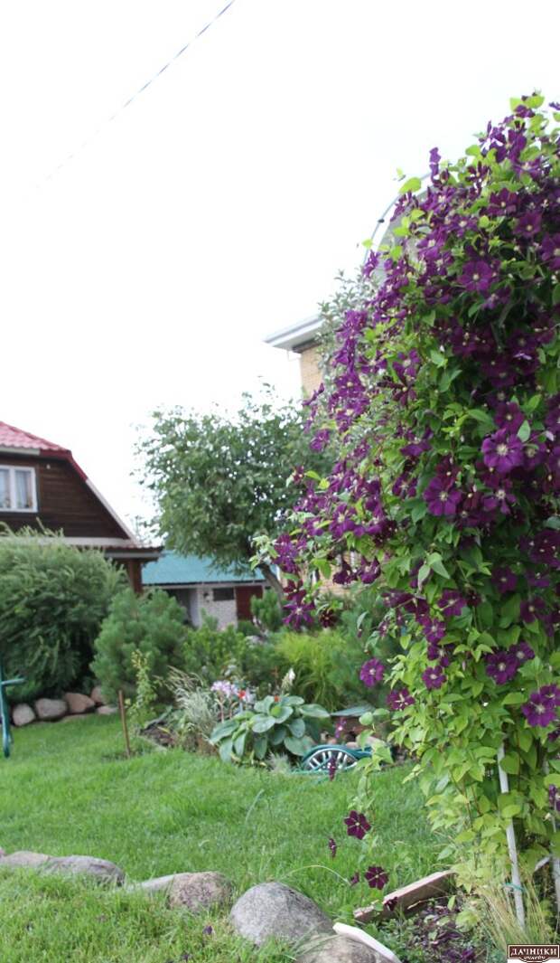 Красивый сад Татьяны Кретовой