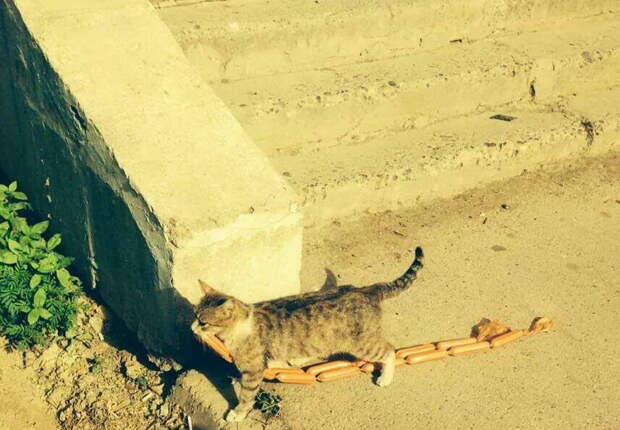 Забавные коты. часть 11 (25 фото)