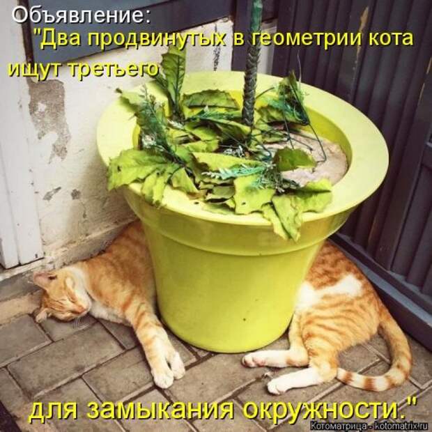 Новая и прикольная котоматрица на 22 сентября (29 фото)