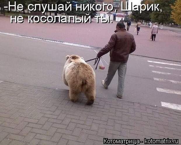 Лучшие котоматрицы недели