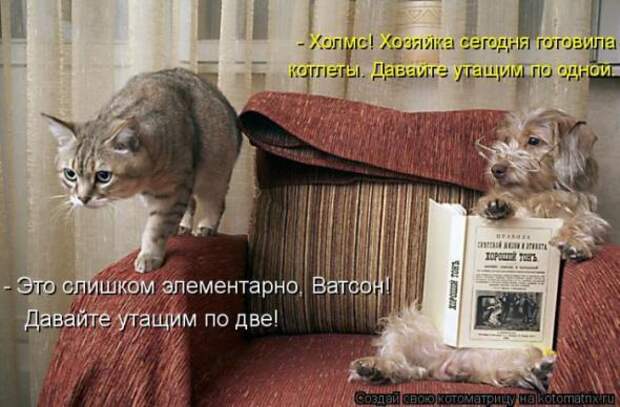 Котоматрицы (картинки с надписями)