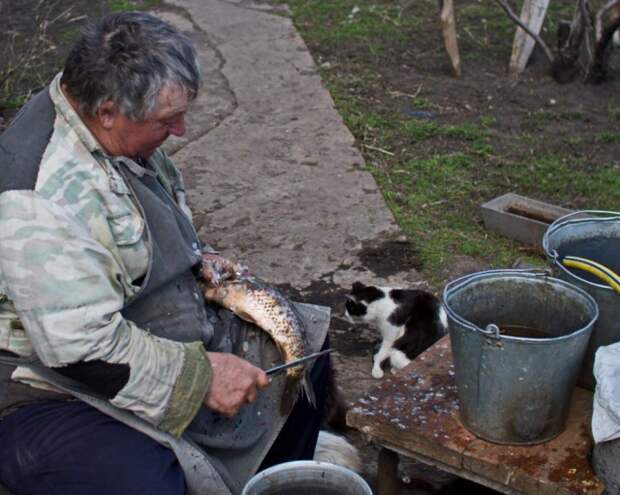 Операция "РЫБА" вкусняшка, коты, операция, рыба